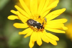 Acmaeodera amabilis