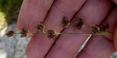 Juncus longistylis