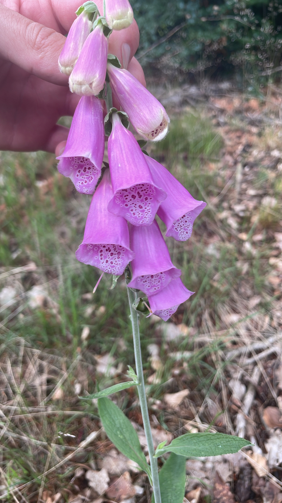 Digitalis purpurea