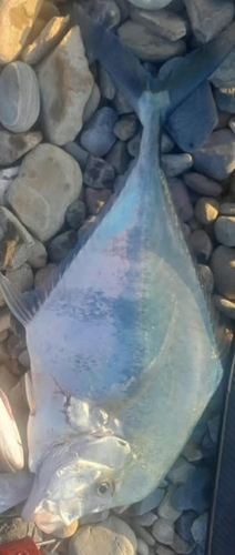 Alexandrijnse pampel (Alectis alexandrina) — Carangidae — 3