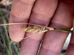 Carex fracta
