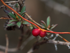 Cassytha glabella dispar