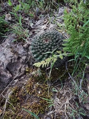 Mammillaria occulta