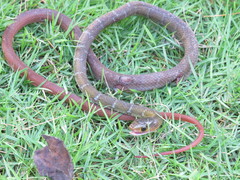 Coelognathus erythrurus erythrurus