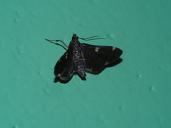 Piletocera aegimiusalis