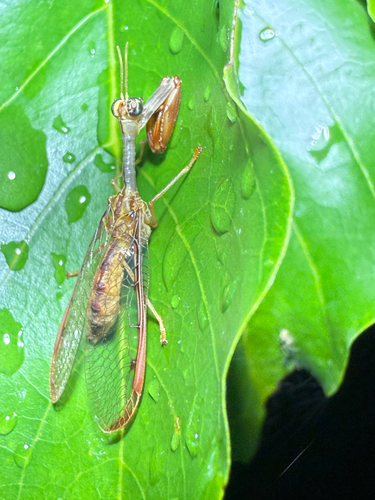 Four-spotted Mantisfly photo 3