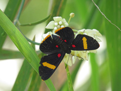 Melanis electron