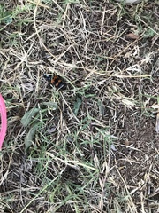 Nicrophorus marginatus