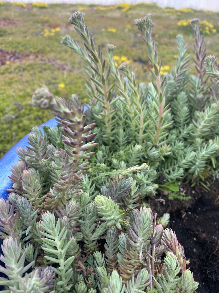 Sedum