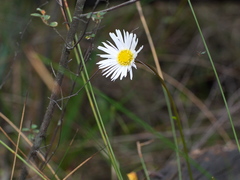 Allittia uliginosa