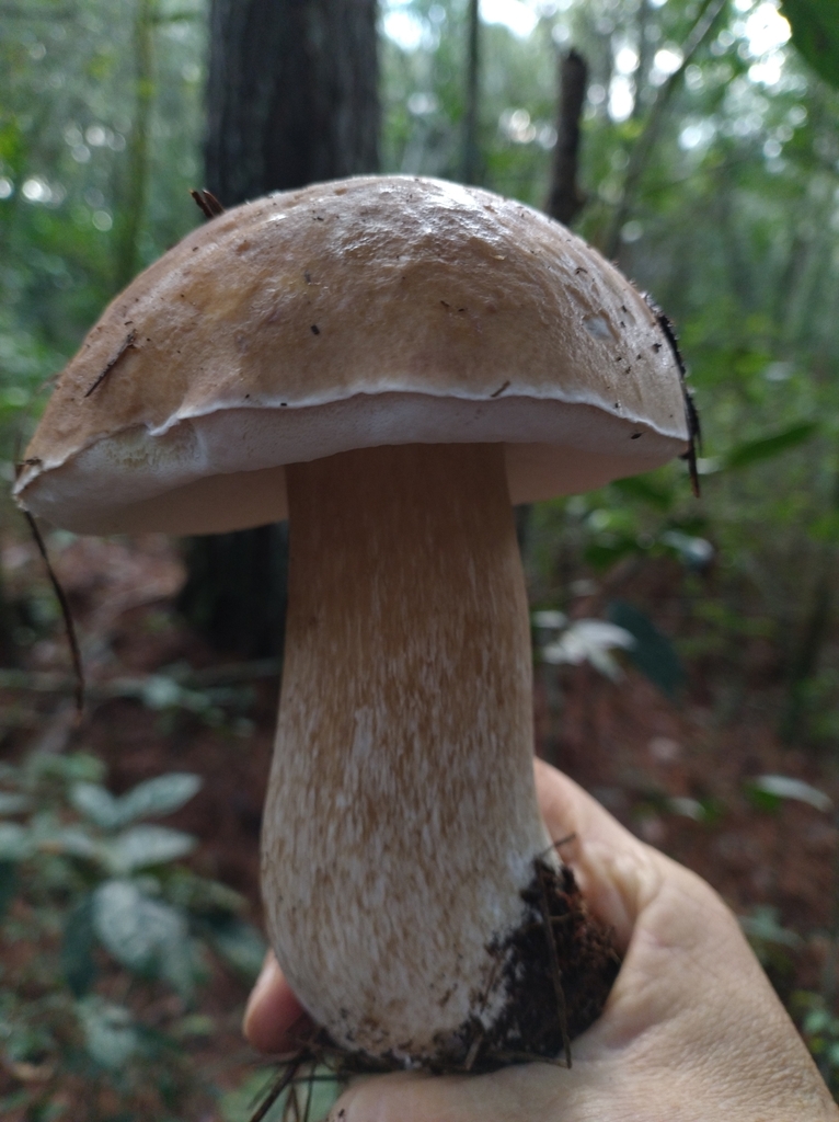 Boletus edulis · June 2025 · photo: © lelacappelli (iNaturalist, cc0)