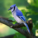 Blue Jay - Photo (c) Art MacKinnon, some rights reserved (CC BY-NC), uploaded by Art MacKinnon