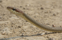 Chironius quadricarinatus