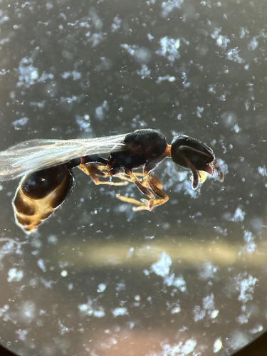 Cardiocondyla venustula observed 2025-06-04