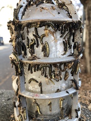 Phryganidia californica