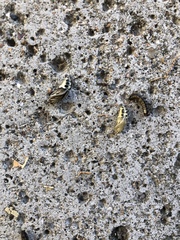 Phryganidia californica