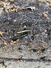 Phryganidia californica