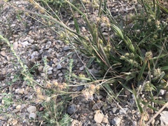 Cenchrus longispinus