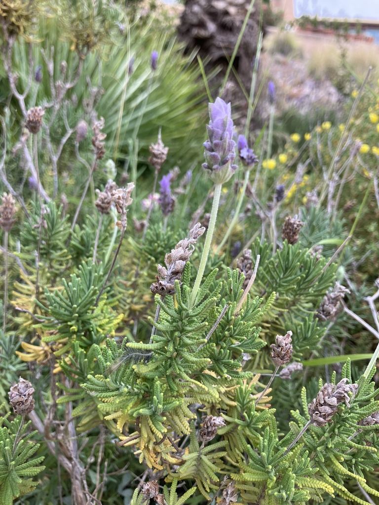 Lavandula