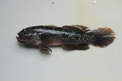 Acentrogobius viridipunctatus
