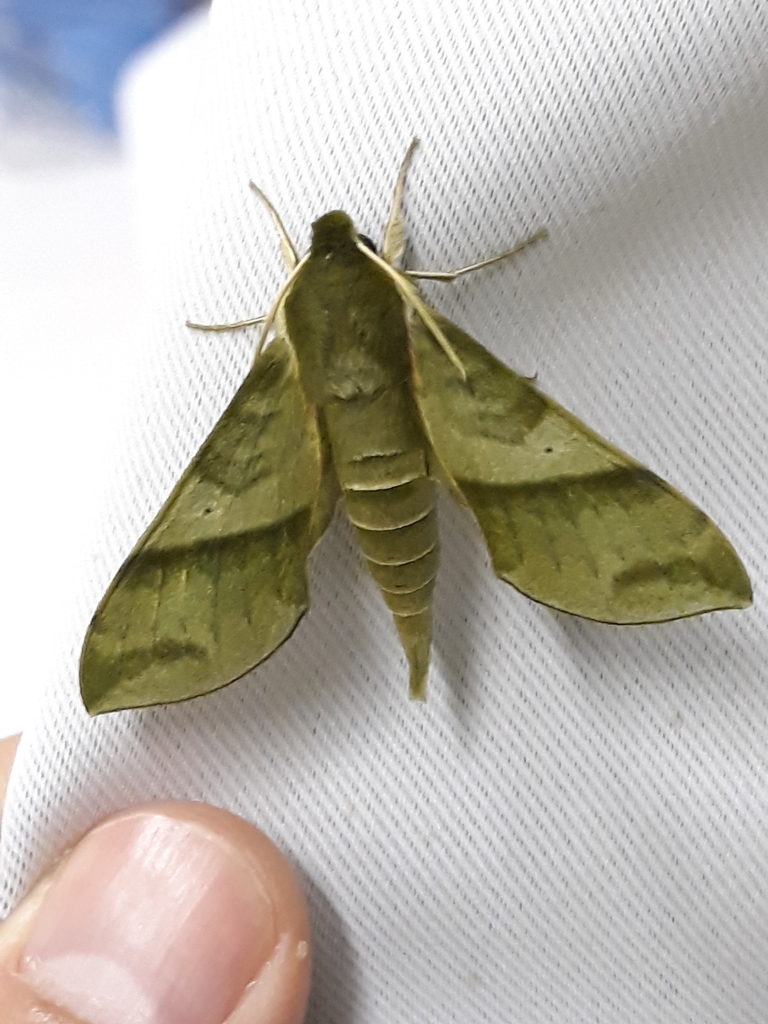 Xylophanes marginalis