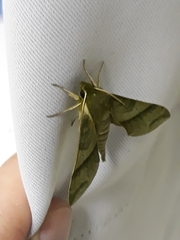 Xylophanes reussi