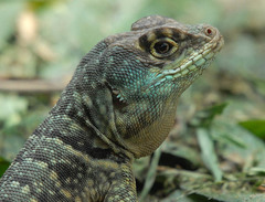 Tropidurus torquatus