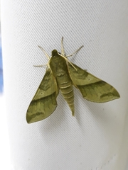 Xylophanes reussi