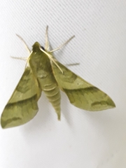 Xylophanes reussi