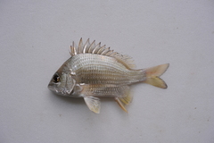 Acanthopagrus latus