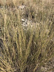 Muhlenbergia cuspidata