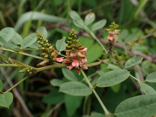 Indigofera suffruticosa observed 2025-06-04