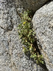 Silene parishii