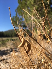Astragalus bicristatus