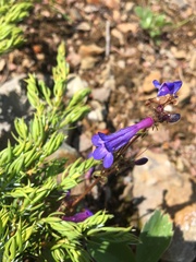Penstemon albertinus
