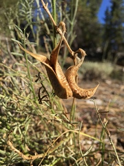 Astragalus bicristatus