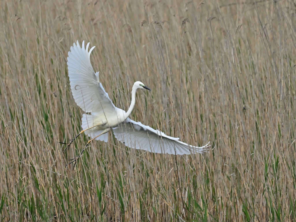 Eurasian Great Egret