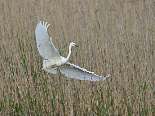 Eurasian Great Egret