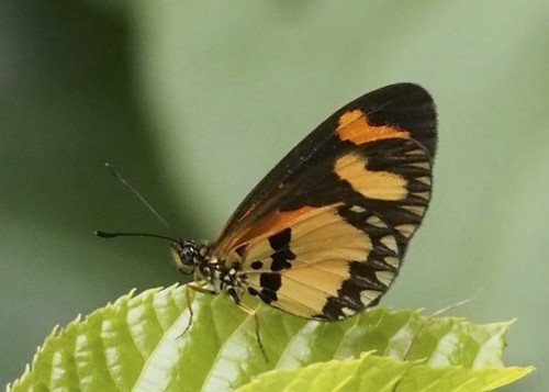 Orange-streak Acraea