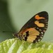 Acraea bonasia - Photo (c) shirdipam,  זכויות יוצרים חלקיות (CC BY-NC), הועלה על ידי shirdipam