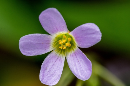 Oxalis dehradunensis Raizada