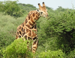 Giraffa camelopardalis rothschildi