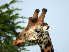 Giraffa camelopardalis rothschildi