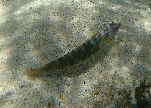 Elegant coris (Coris venusta) — Labridae — 3