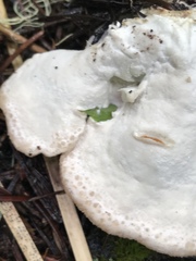 Calcipostia guttulata