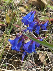 Penstemon albertinus