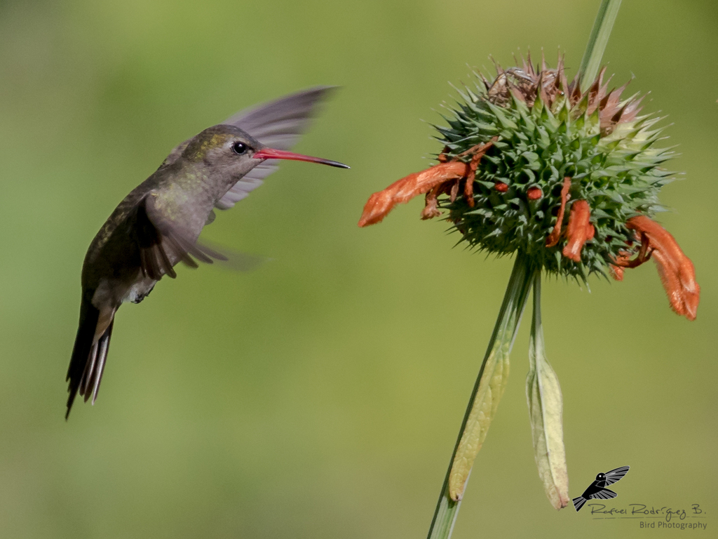 Dusky Hummingbird photo