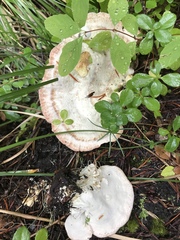 Calcipostia guttulata