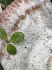 Calcipostia guttulata