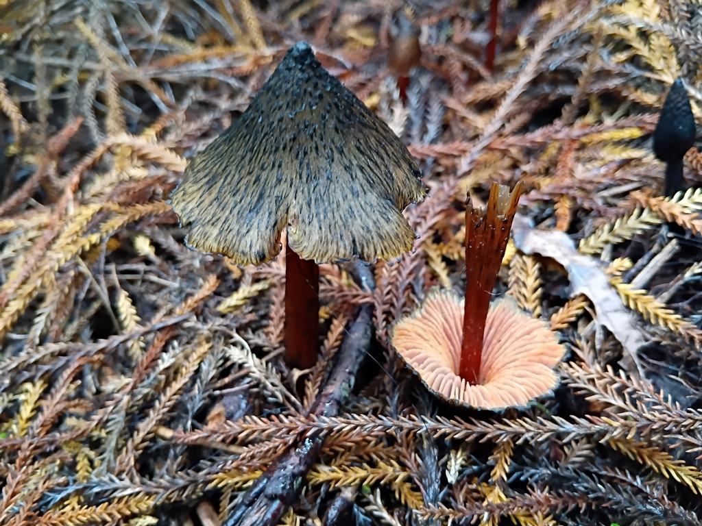 Hygrocybe astatogala · June 2025 · photo: © alice_shanks (iNaturalist, cc-by)